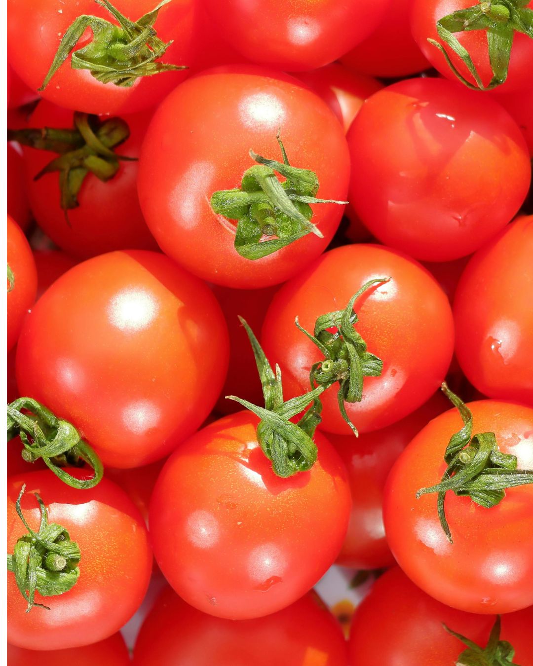 Tomates Limachino - 5 Kilos