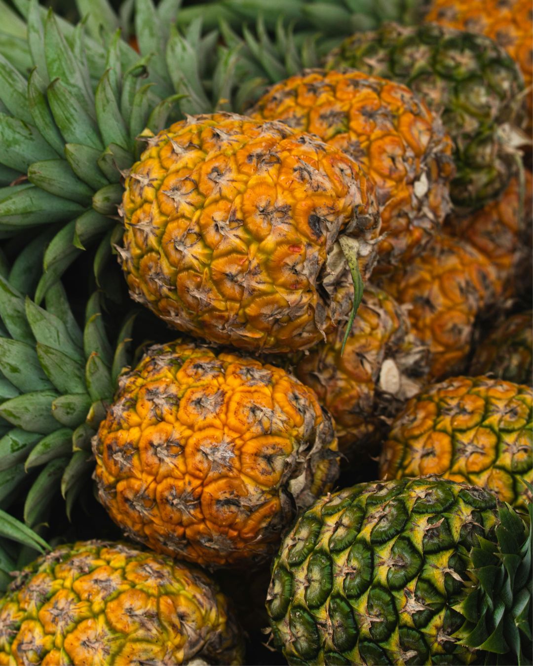 Piña Multimarcas - Unidad